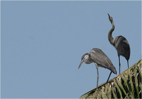 SCHWARZHALSREIHER, BLACK-HEADED HERON, ARDEA MELANOCEPHALA