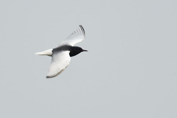 WEISSFLÜGELSEESCHWALBE, WHITE-WINGED TERN, CHLIDONIAS LEUCOPTERUS