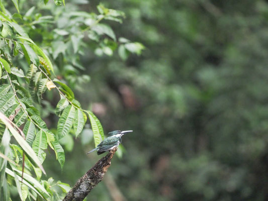 Amazonasfischer, Amazon Kingfisher - Chloroceryle amazona