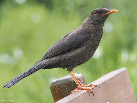 RIESENDROSSEL, GREAT THRUSH - TURDUS FUSCATER