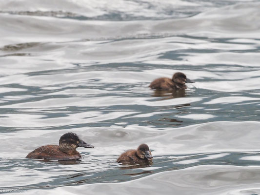 ANDENRUDERENTE, ANDEAN DUCK - OXYURA FERRUGINEA