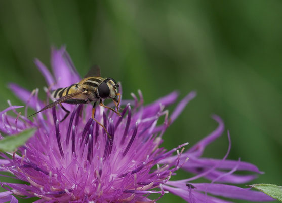 GROSSE SUMPFSCHWEBFLIEGE, HELOPHILUS TRIVITATTUS