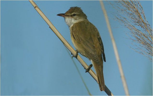 DROSSELROHRSÄNGER, GREAT REED WARBLER, ACROCEPHALUS ARUNDINACEUS