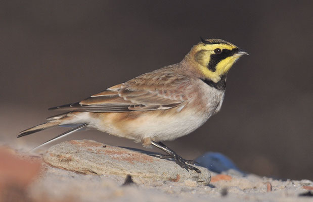 OHRENLERCHE, SHORE LARK (HORNED LARK), EREMOPHILA ALPESTRIS