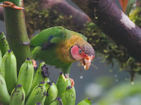 ROSENWANGENPAPAGEI, ROSE-FACELD PARROT - PYRILLA PULCHRA