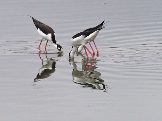 AMERIKANISCHER STELZENLÄUFER, BLACK-NECKED STILT - HIMANTOPUS MEXICANUS