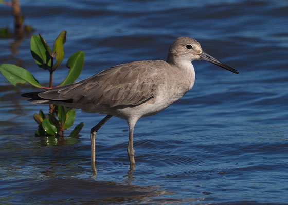 SCHLAMMTRETER, WILLET, TRINGA SEMIPALMATA