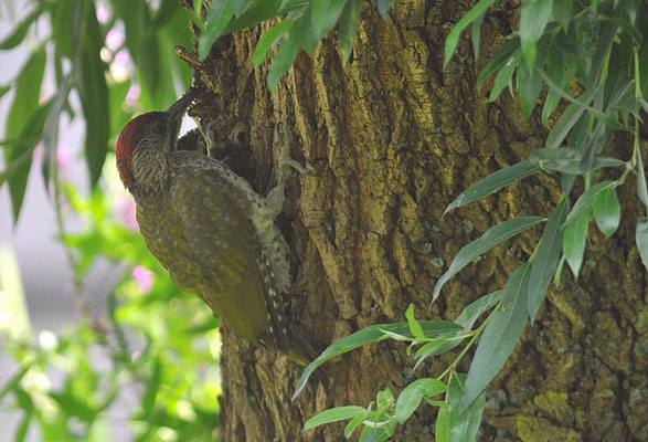 GRÜNSPECHT, GREEN WOODPECKER, PICUS VIRIDIS
