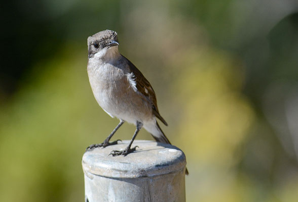 WÜRGERSCHNÄPPER, FISCAL FLYCATCHER, SIGELUS SILENS
