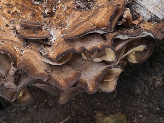 Riesenporling - Meripilus giganteus