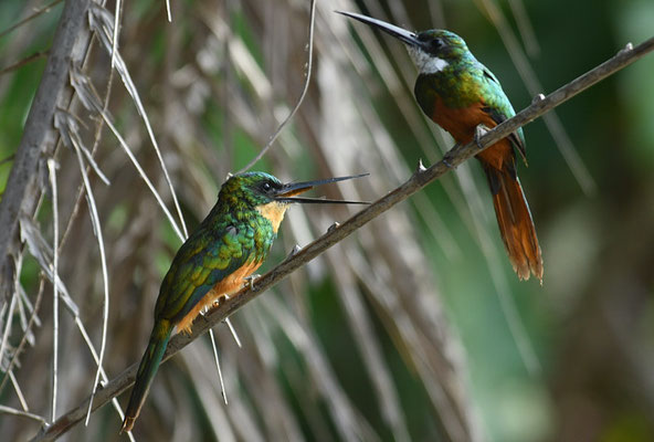 ROTSCHWANZGLANZVOGEL (JACAMAR), RUFOUS-TAILED JACAMAR, GALBULA RUFICAUDA