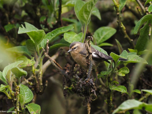 WEISSSTIRN-SPITZSCHNABEL, CINEREOUS CONEBILL - CONIROSTRUM CINEREUM