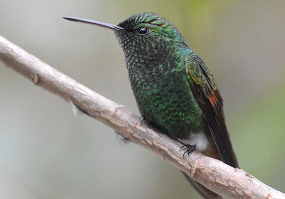 Beryllamazilie, Berylline hummingbird, Amazilia beryllina