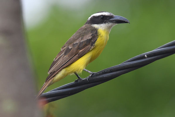STARKSCHNABELMASKENTYRANN, BOAT-BILLED FLYCATCHER, MEGARHYNCHUS PITANGUA
