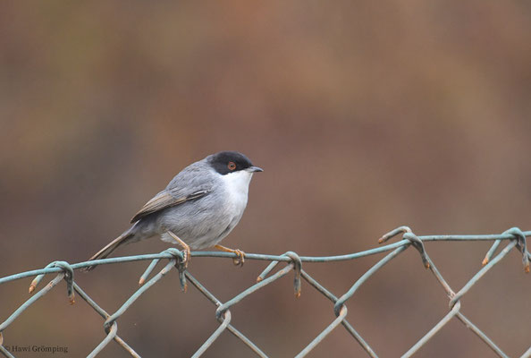 SAMTKOPFGRASMÜCKE, SARDINIAN WARBLER, SYLVIA MELANOCEPHALA