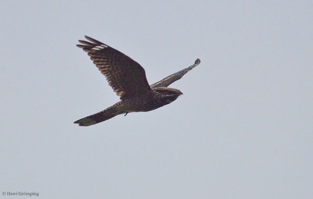 ZIEGENMELKER, NIGHTJAR, CAPRINULGUS EUROPAEUS