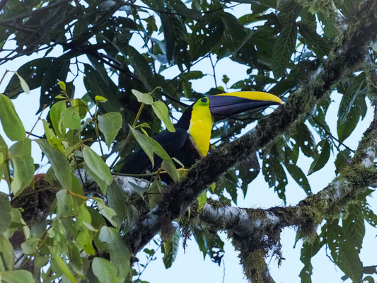 GOLDKEHLTUKAN, BLACK-MANDIBLED TOUCAN - RAMPHASTOS AMBIGUUS