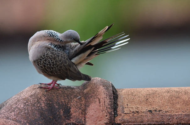 PERLHALSTAUPE, SPOTTED DOVE, STREPTOPELIA CHINENSIS