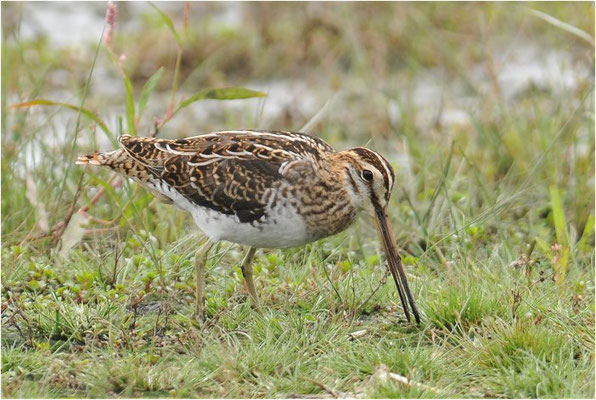 BEKASSINE, COMMON SNIPE, GALLINAGO GALLINAGO