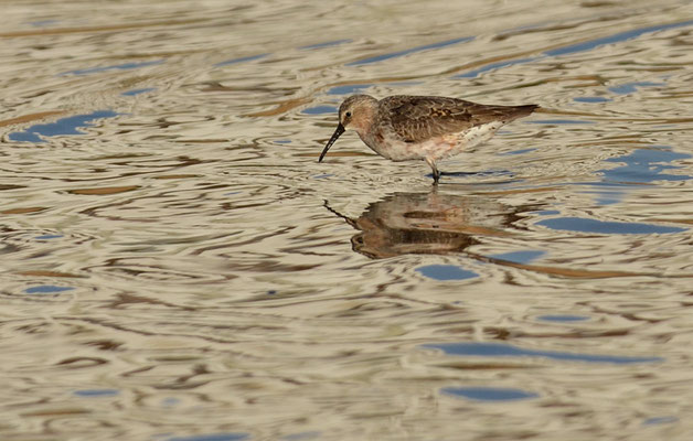 SICHELSTRANDLÄUFER, CURLEW SANDPIPER, CALIDRIS FERRUGINEA