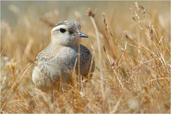 MORNELLREGENPFEIFER, DOTTEREL, CHARADRIUS MORINELLUS
