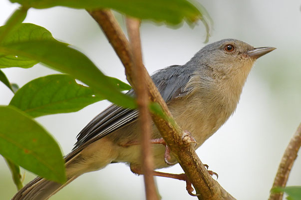 ZWEIFARBENSPITZSCHNABEL, BICOLORED CONEBILL, CONIROSTRUM BICOLOR