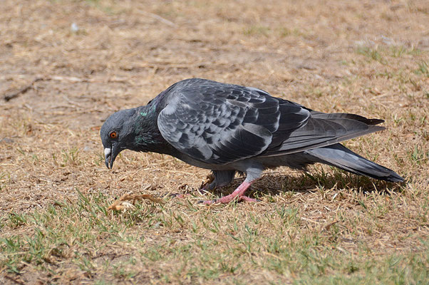 FELSENTAUBE, ROCK DOVE, COLUMBIA LIVIA
