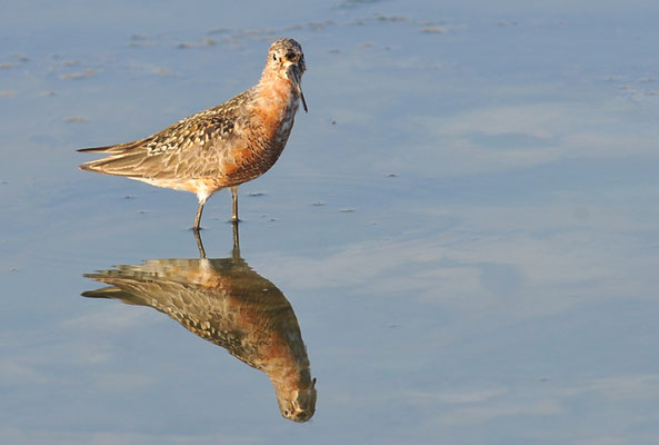 SICHELSTRANDLÄUFER, CURLEW SANDPIPER, CALIDRIS FERRUGINEA