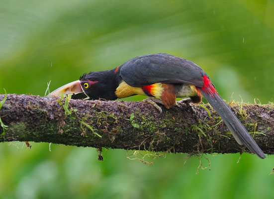 HALSBANDARASSARI, COLLARED ARACARI, PTEROGLOSSUS TORQUATUS