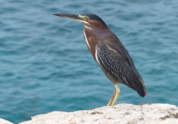 GRÜNREIHER, GREEN HERON, BUTORIDES VIRESCENS