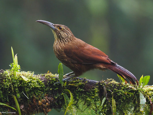 STARKSCHNABEL-BAUMSTEIGER, STRONG-BILLED WOODCREEPER - XIPHOCOLAPTES  PROMEROPIRHYNCHUS