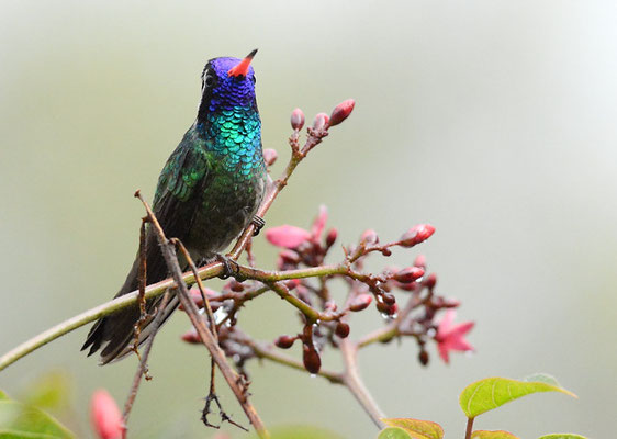 WEISSOHRSAPHIR, WHITE-EARED HUMMINGBIRD, HYLOCHARIS LEUCOTIS