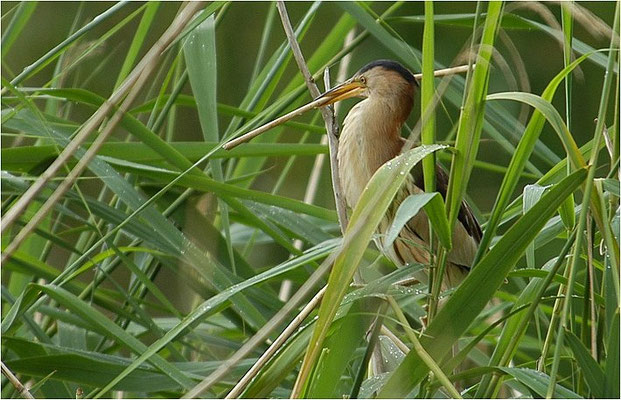 ZWERGDOMMEL, LITTLE BITTERN, IXOBRYCHUS MINUTUS