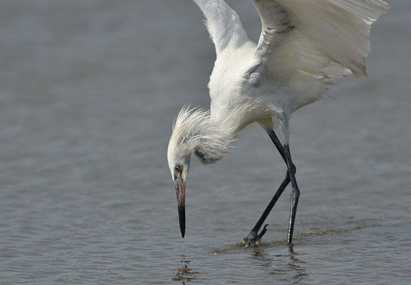 RÖTELREIHER, REDDISH EGRET, EGRETTA RUFESCENS
