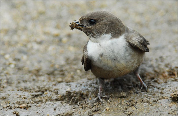 FELSENSCHWALBE, CRAG MARTIN,  PTYONOPROGNE RUPESTRIS