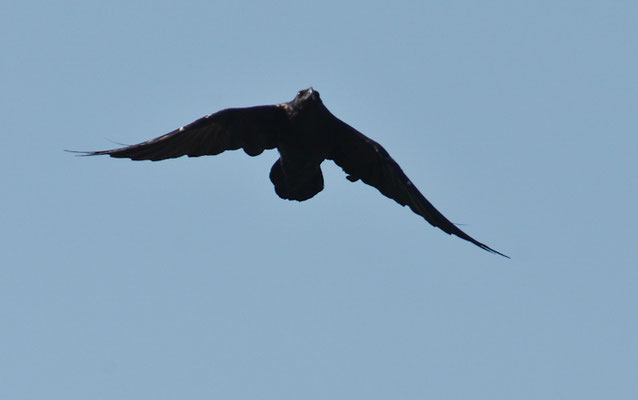 KOLKRABE, COMMON RAVEN, CORVUS CORAX