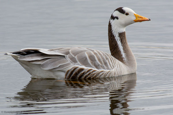 STREIFENGANS, BAR-HEADED GOOSE, ANSER INDICUS