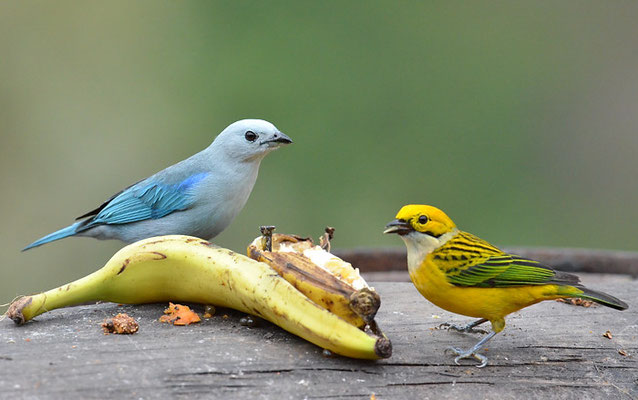 SILBERKEHLTANGARE, SILVER-THROATED TANAGER, TANGARA ICTEROCEPHALA