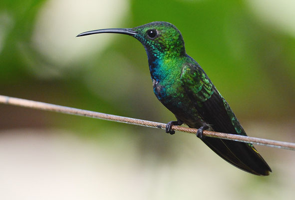 GRÜNKEHLMANGO, GREEN-BREASTED MANGO,  ANTHRACOTHORAX PREVOSTII 