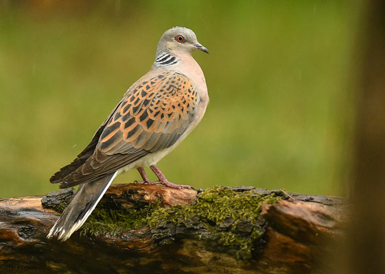 TURTELTAUBE, TURTLE DOVE, STREPTOPELIA TURTUR