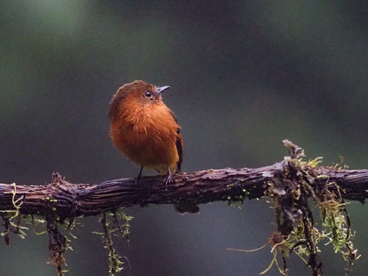 Zimttyrann, Cinnamon Flycatcher - Pyrrhomyias cinnamomeus