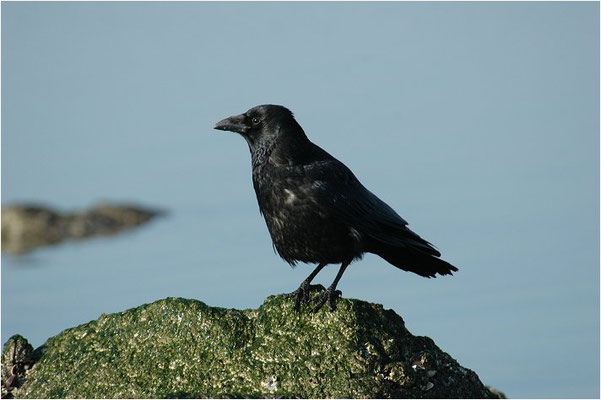 RABENKRÄHE, CARRION CROW, CORVUS CORONE