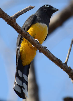 SCHWARZKOPFTROGON, BLACK-HEADED TROGON, TROGON MELANOCEPHALUS