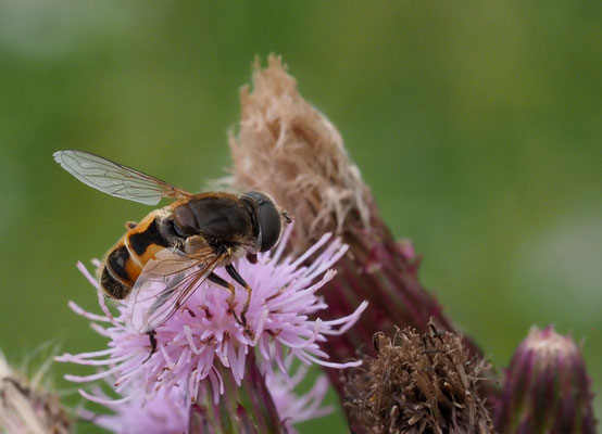 Kleine Keilfleckschwebfliege, Eristalis arbustorum