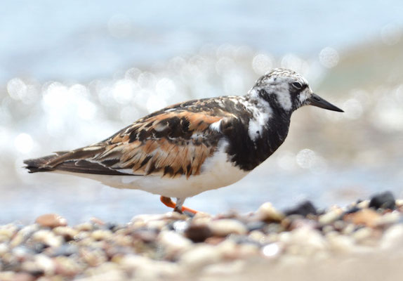 STEINWÄLZER, RUDDY TURNSTONE, ARENARIA INTERPES
