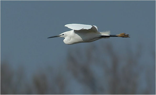 SEIDENREIHER, LITTLE EGRET, EGRETTA GARZETTA