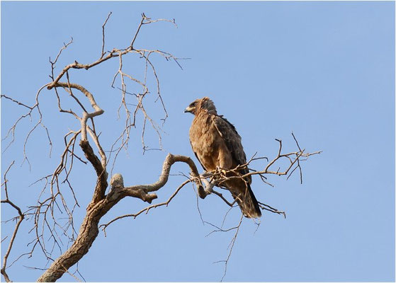 RAUBADLER, TAWNY EAGLE, AQUILA RAPAX