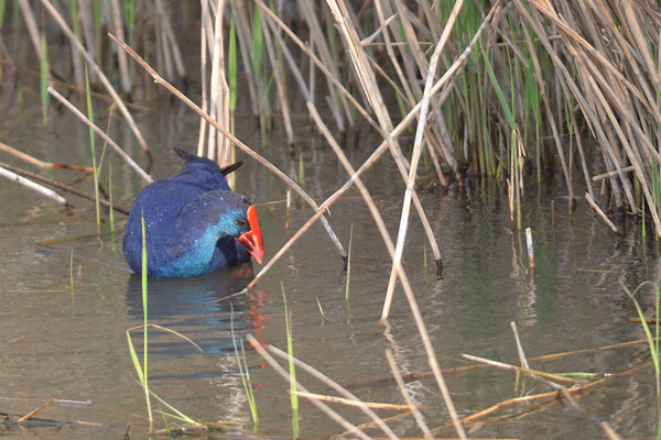 PURPURHUHN, PURPLE SWAMPHEN, PORPHYRIO PORPHYRIO