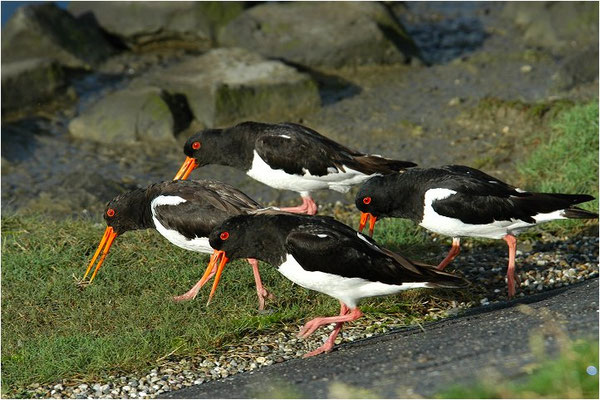 Austernfischer, Oyster-catcher, Haematopus ostralegus