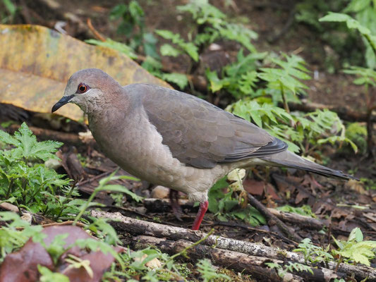 WEISSSTIRNTAUBE, WHITE-TIPPED DOVE - LEPTOTILA VERREAUXI